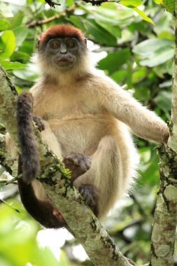 Kırmızı colobus - bigodi sulak - uganda, Afrika