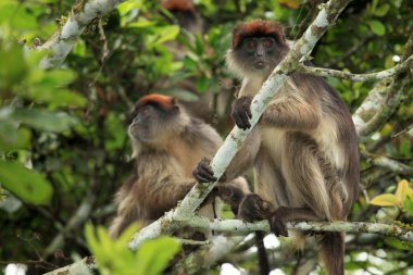 Kırmızı colobus - bigodi sulak - uganda, Afrika