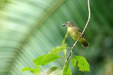 Menekşe Siyah dokumacı - bigodi sulak - uganda, Afrika