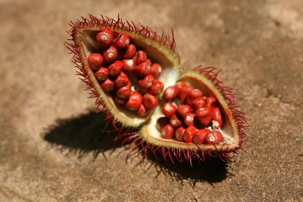 Annato - baharat turu, zanzibar — Stok fotoğraf