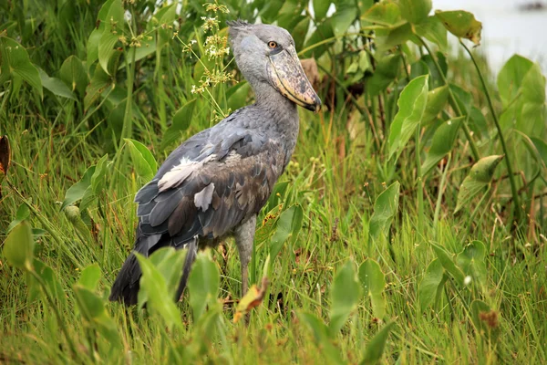 Shoebill в дикій природі - Уганда, Африка — стокове фото