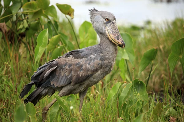 Shoebill в дикій природі - Уганда, Африка — стокове фото