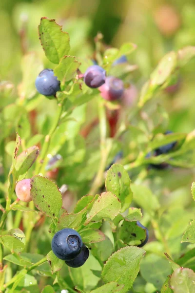 Ekologisk vilda blåbär — Stockfoto