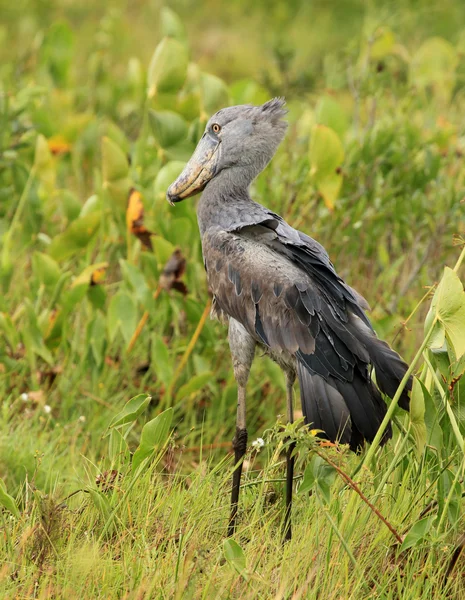 Shoebill в дикій природі - Уганда, Африка — стокове фото