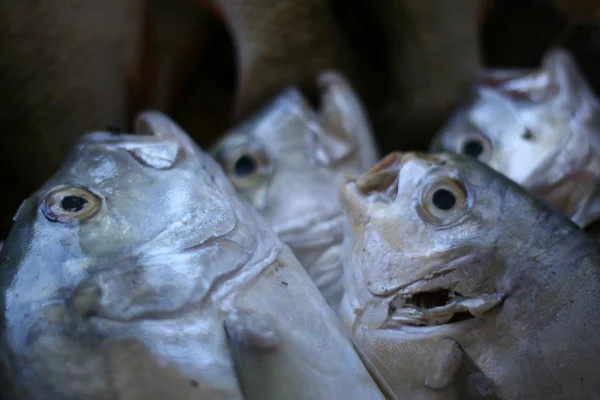 Fish Market, Afrika — Stock Fotó