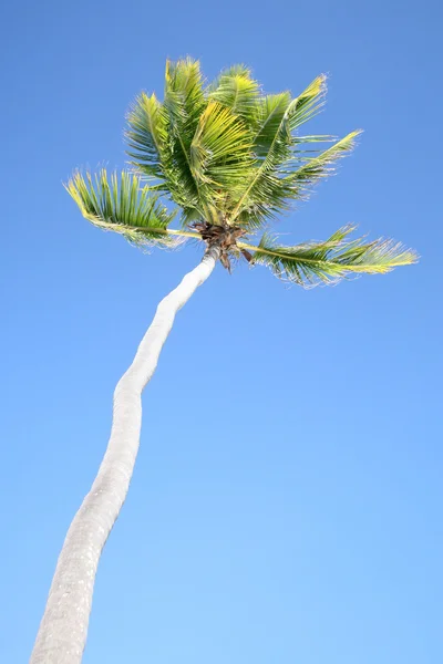 Palm Tree in Tropical Setting — Stock Photo, Image