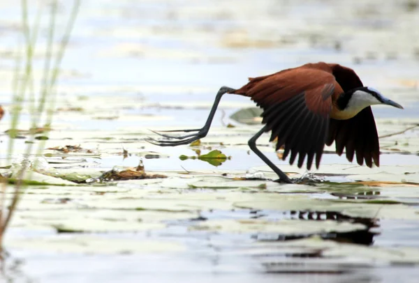 야생 동물-Bisina 습지-우간다, 아프리카 — 스톡 사진