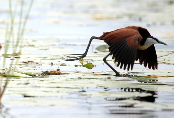 Wildtiere - bisina feuchtgebiete - uganda, afrika — Stockfoto