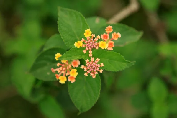 Tropical Flower - Tididiek Rock - Uganda, Africa — Stock Photo, Image