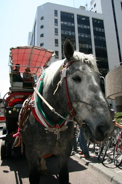 Paard getrokken vervoer, sapporo, japan — Stockfoto