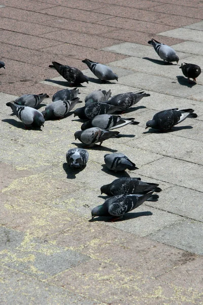 Tauben - odori park, sapporo city, japan — Stockfoto