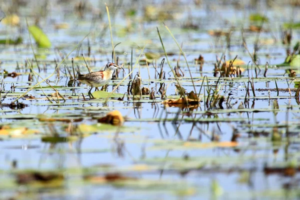 Petit oiseau Jacana - Lac Opeta - Ouganda, Afrique — Photo