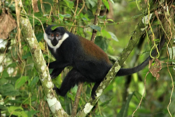 L'Hoests Monkey - Bigodi Wetlands - Uganda, Africa — Fotografie, imagine de stoc