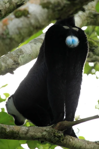 Affenhintern - bigodi feuchtgebiete - uganda, afrika — Stockfoto