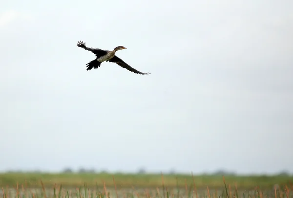 Cormorant Ekor Panjang Danau Opeta Uganda, Afrika — Stok Foto