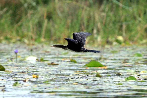 Uzun kuyruklu karabatak - göl opeta - uganda, Afrika — Stok fotoğraf