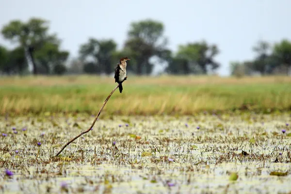 Lange staart cormorant - lake opeta - Oeganda, Afrika — Stockfoto