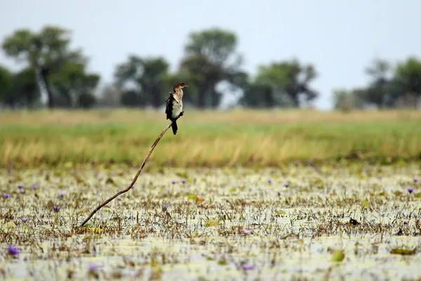 Cormorán de cola larga - Lago Opeta - Uganda, África —  Fotos de Stock