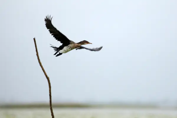 Uzun kuyruklu karabatak - göl opeta - uganda, Afrika — Stok fotoğraf