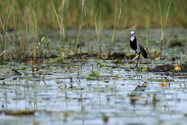 Uzun parmaklı yağmurcunu (lapwink) - göl opeta - uganda, Afrika — Stok fotoğraf