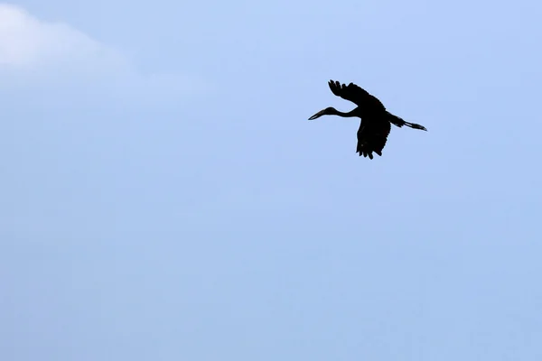 Cigogne à bec ouvert - Lac Opeta - Ouganda, Afrique — Photo