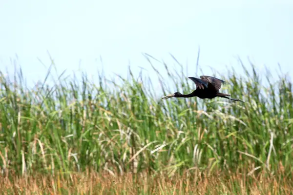 Öppna billed stork - sjön opeta - uganda, Afrika — Stockfoto