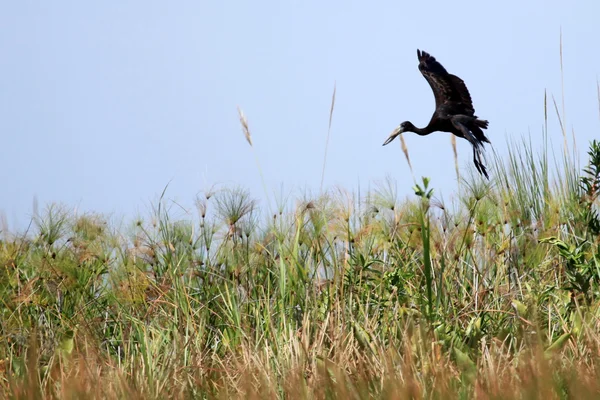 Öppna billed stork - sjön opeta - uganda, Afrika — Stockfoto