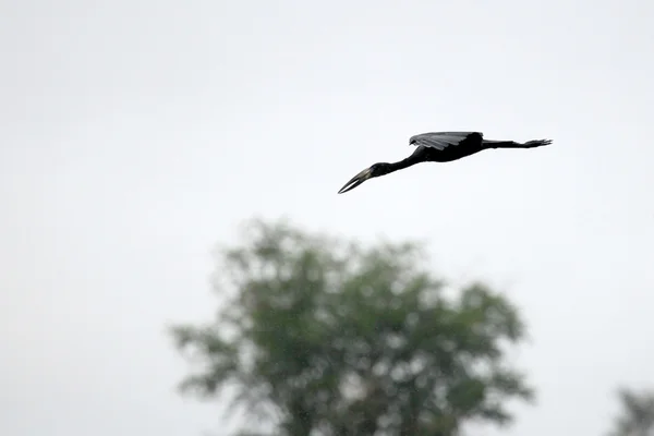 Cigogne à bec ouvert - Lac Opeta - Ouganda, Afrique — Photo