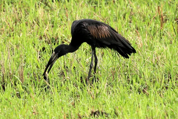 Otwórz zapowiadane bocian - jezioro opeta - uganda, Afryka — Zdjęcie stockowe