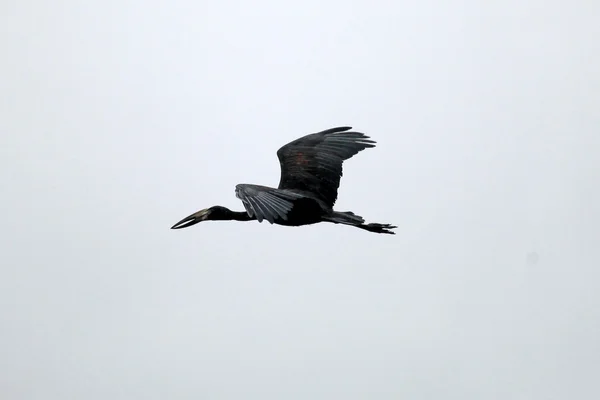 Otevřít účtováno čáp - jezero opeta - uganda, Afrika — Stock fotografie