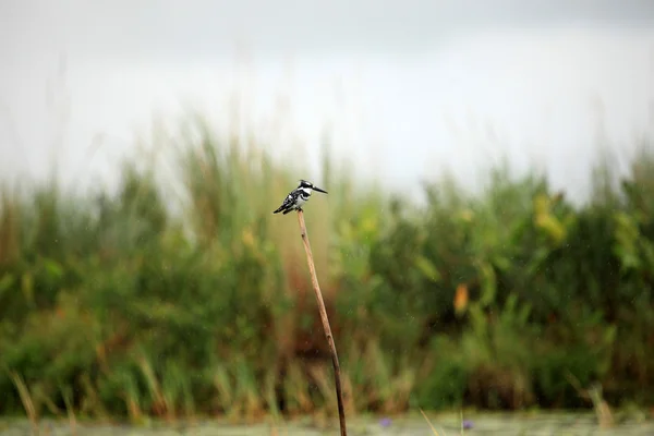 Pied Kingfisher - Lake Opeta - Uganda, Africa — Stock Photo, Image