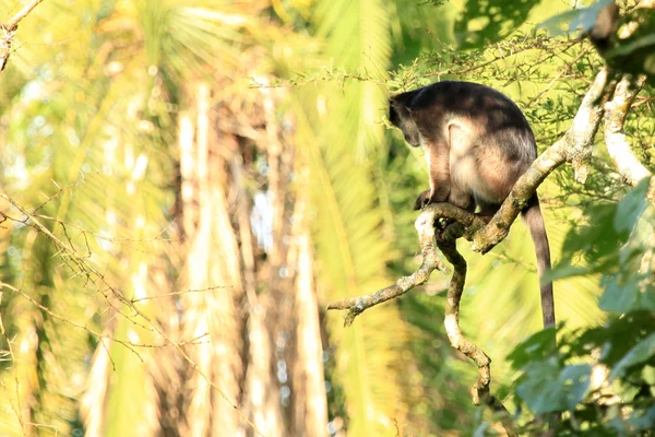 Roter colobus - bigodi feuchtgebiete - uganda, afrika — Stockfoto