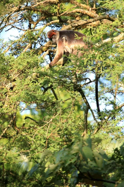 Colobus Rosso - Bigodi Wetlands - Uganda, Africa — Foto Stock