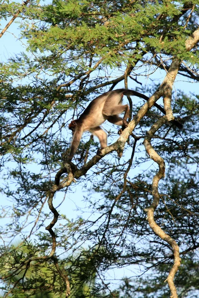 Červená colobus - bigodi mokřady - uganda, Afrika — Stock fotografie