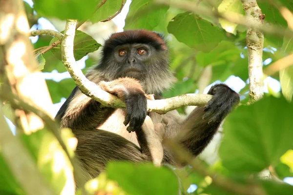 Red Colobus - Bigodi Wetlands - Uganda, África — Fotografia de Stock