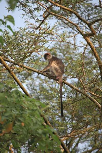 Červená colobus - bigodi mokřady - uganda, Afrika — Stock fotografie