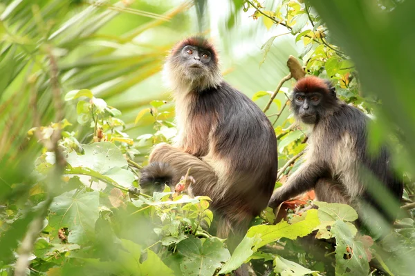 Ugandai vöröskolobusz - Bigodi vizes - Afrika — Stock Fotó