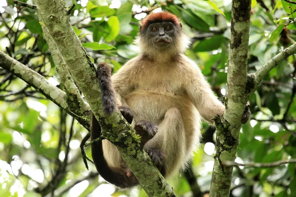 Red Colobus - Bigodi Wetlands - Uganda, Africa — Stock Photo, Image