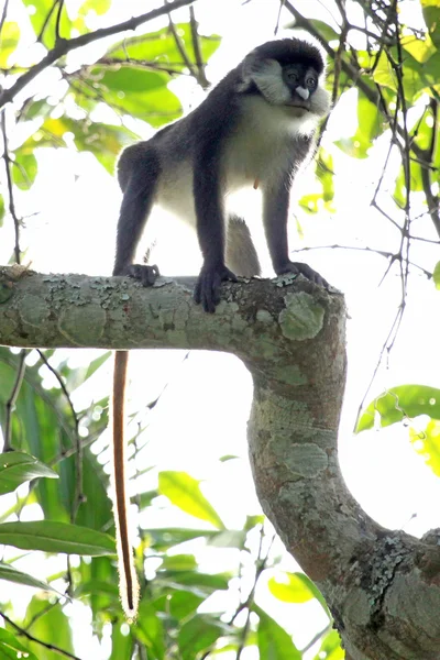 붉은 꼬리 원숭이-Bigodi 습지-우간다, 아프리카 — 스톡 사진
