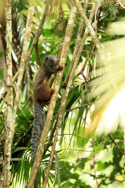 Ground Squirrel - Bigodi Wetlands - Uganda, Africa — Stock Photo, Image