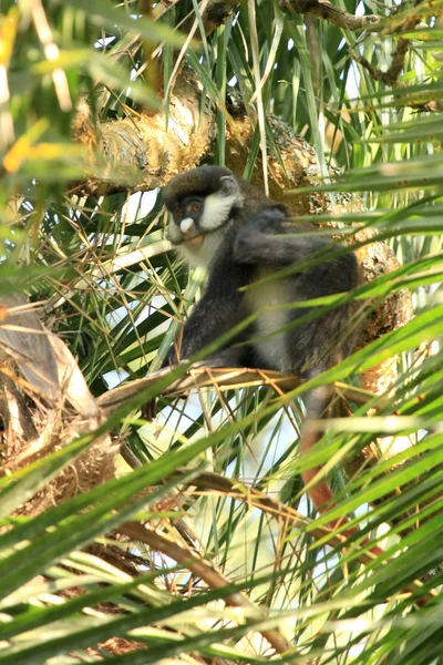 Červené tailed opice - bigodi mokřady - uganda, Afrika — Stock fotografie