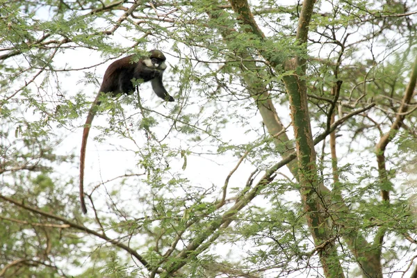 Mono de cola roja - Humedales Bigodi - Uganda, África — Foto de Stock