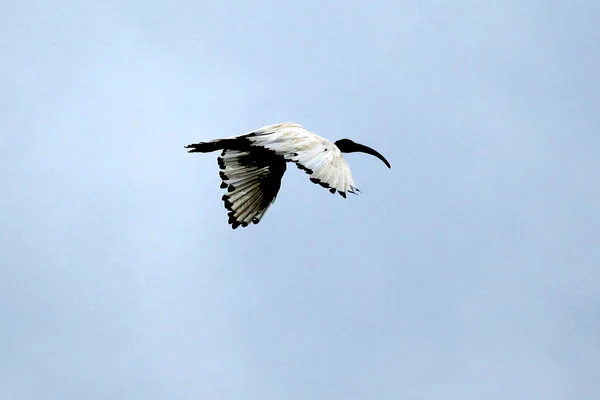 Ibis Sacré - Lac Opeta - Ouganda, Afrique — Photo