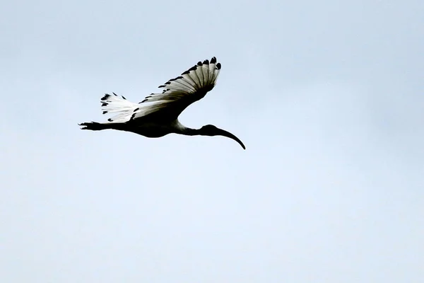 Ibis sagrado - Lago Opeta - Uganda, África — Fotografia de Stock