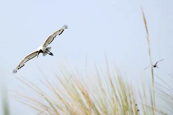 Sacred ibis - jezioro opeta - uganda, Afryka — Zdjęcie stockowe