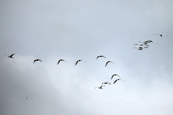 Heilige ibis - lake opeta - Oeganda, Afrika — Stockfoto