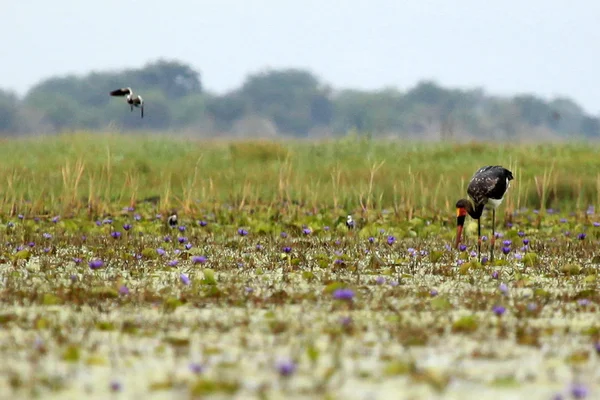 Cigogne à bec selle - Lac Opeta - Ouganda, Afrique — Photo