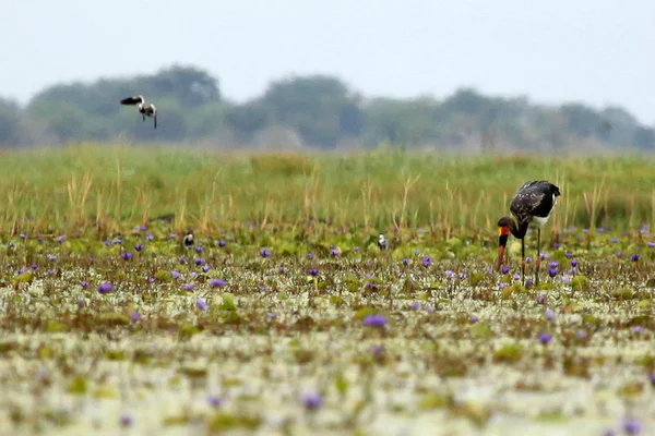 Sattelschnabelstorch - see opeta - uganda, afrika — Stockfoto