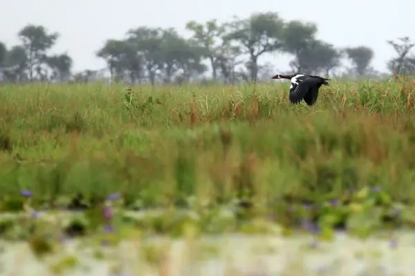 Süper kanatlı kaz - göl opeta - uganda, Afrika — Stok fotoğraf