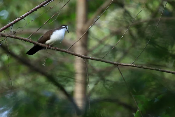 Tamburína holubice - bigodi mokřady - uganda, Afrika — Stock fotografie